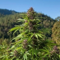 Outdoor UK Auto (Phoenix Seeds) Cannabis Seeds