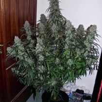 Quick Flowering THC (Phoenix Seeds) Cannabis Seeds