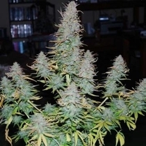 Strong Stuff (Phoenix Seeds) Cannabis Seeds