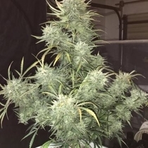 Strong Stuff Auto (Phoenix Seeds) Cannabis Seeds
