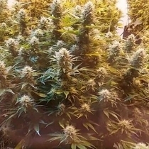 Super Kush (Phoenix Seeds) Cannabis Seeds