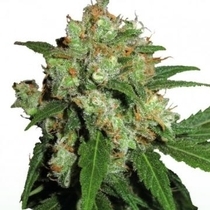 UK Cheesy Express Auto (Phoenix Seeds) Cannabis Seeds
