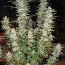 White Widow (Phoenix Seeds) Cannabis Seeds