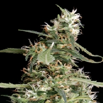 Arjan's Ultra Haze #1 (Green House Seeds) Cannabis Seeds