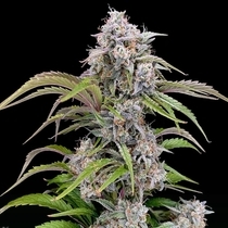 Amulet OG Auto(Night Owl Seeds) Cannabis Seeds