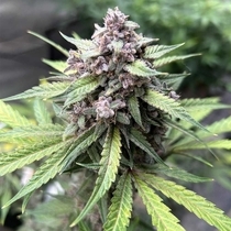 Midnight Marathon Auto (Night Owl Seeds) Cannabis Seeds