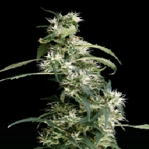 Arjan's Ultra Haze #2 (Green House Seeds) Cannabis Seeds