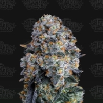 Alien DonutZ ( Terp Treez ) Cannabis Seeds