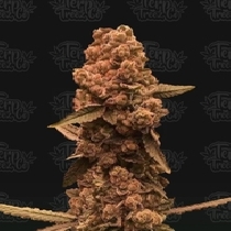  Ztrawberry Fizz (Terp Treez) Cannabis Seeds