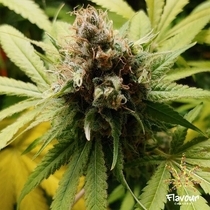 Wonka Bars(Flavour Chasers Seeds) Cannabis Seeds