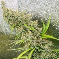 Thai x Panama (Ace Seeds) Cannabis Seeds
