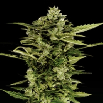 Auto Bomb (Green House Seeds) Cannabis Seeds