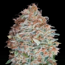 Banana Cookies (Advanced Seeds) Cannabis Seeds