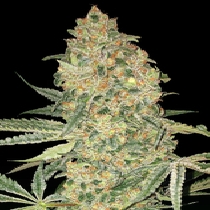 Bruce Banner (Advanced Seeds) Cannabis Seeds
