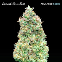 Critical Mass Fast Version (Advanced Seeds) Cannabis Seeds