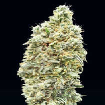 Strawberry Banana Fast Version (Advanced Seeds) Cannabis Seeds