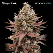 Mimosa Punch (Advanced Seeds) Cannabis Seeds