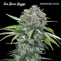 San Bacio Burger (Advanced Seeds) Cannabis Seeds