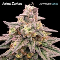 Animal Zookies (Advanced Seeds) Cannabis Seeds