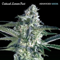 Critical Lemon Fast (Advanced Seeds) Cannabis Seeds