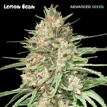 Lemon Bean (Advanced Seeds) Cannabis Seeds
