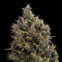 Big Bang Automatic (Green House Seeds) Cannabis Seeds