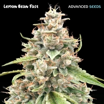 Lemon Bean Fast (Advanced Seeds) Cannabis Seeds