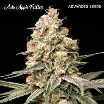 Auto Apple Fritter (Advanced Seeds) Cannabis Seeds