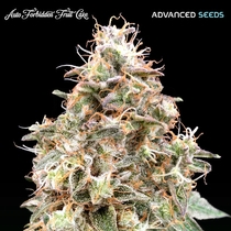 Auto Forbidden Fruit Cake (Advanced Seeds) Cannabis Seeds