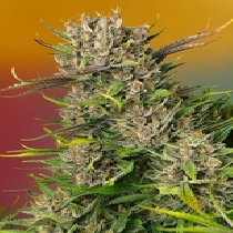 Papaya Zoap Auto (Sweet Seeds) Cannabis Seeds