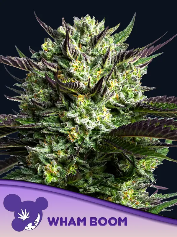 WHAM BOOM (Anesia Seeds) Cannabis Seeds