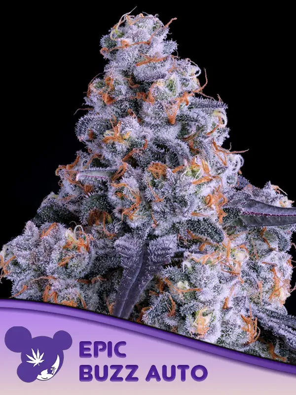 Epic Buzz Auto (Anesia Seeds) Cannabis Seeds