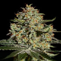 Big Bang (Green House Seeds) Cannabis Seeds