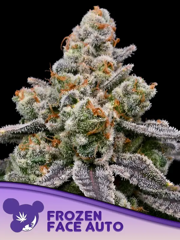 Frozen Face Auto (Anesia Seeds) Cannabis Seeds