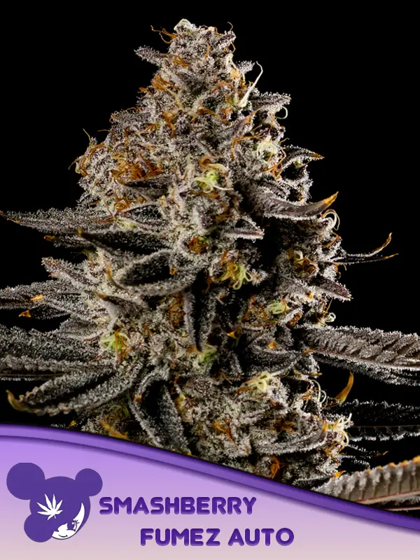 Smashberry Fumez Auto (Anesia Seeds) Cannabis Seeds