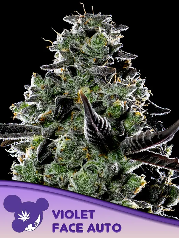 Violet Face Auto (Anesia Seeds) Cannabis Seeds