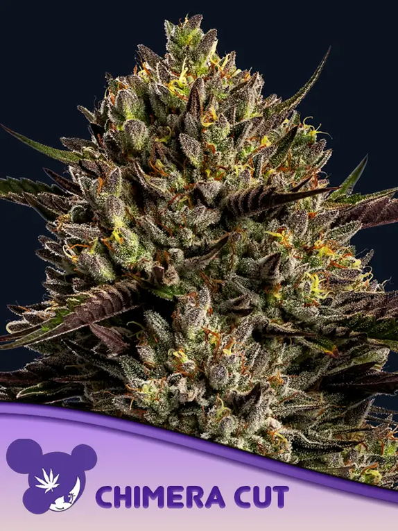 Chimera Cut (Anesia Seeds) Cannabis Seeds