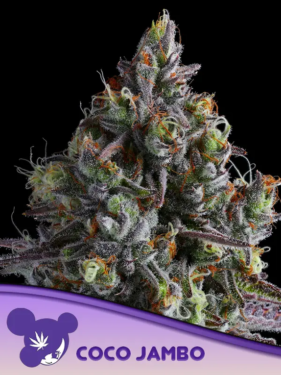 Coco Jambo (Anesia Seeds) Cannabis Seeds