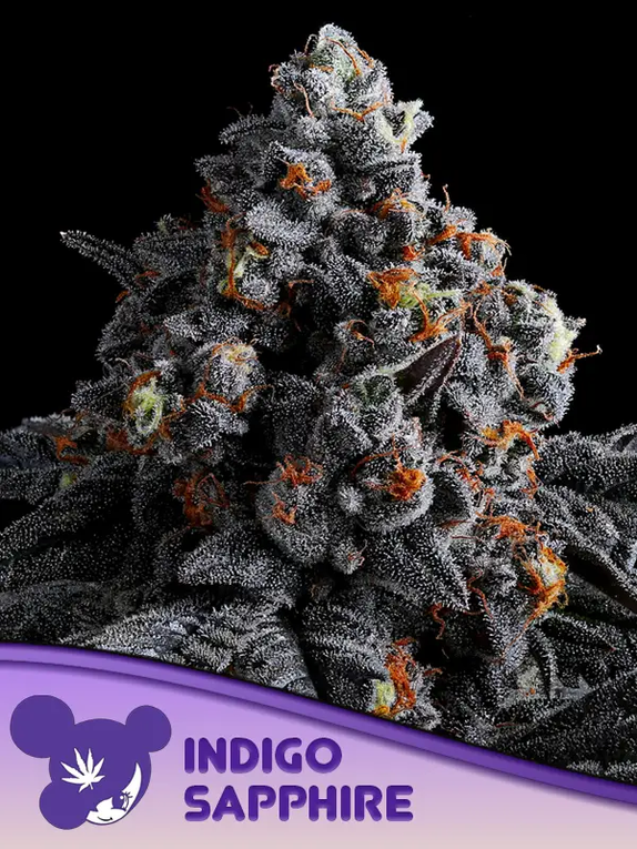 Indigo Sapphire (Anesia Seeds) Cannabis Seeds