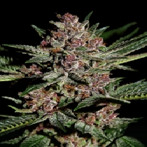 Bubba Kush (Green House Seeds) Cannabis Seeds
