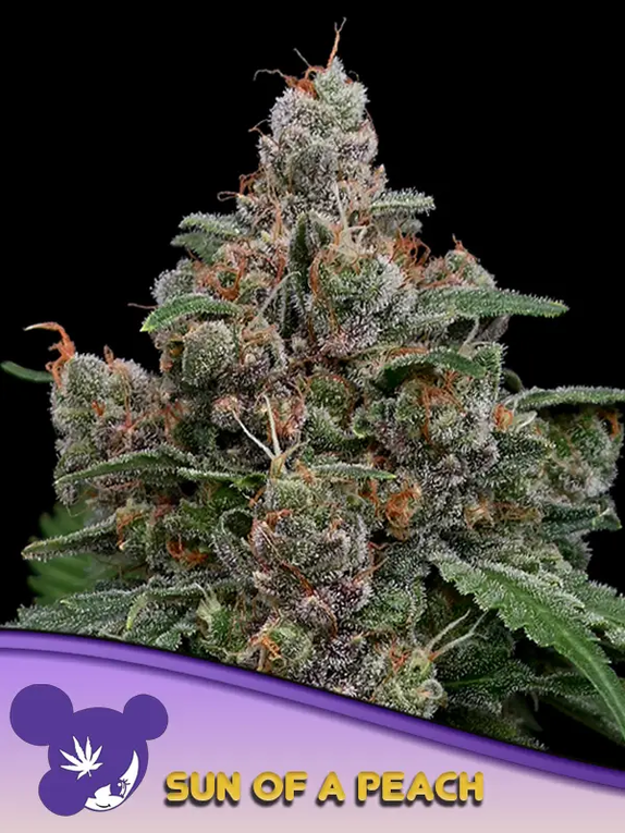 Sun Of A Peach (Anesia Seeds) Cannabis Seeds