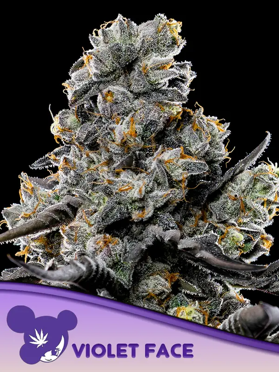 Violet Face (Anesia Seeds) Cannabis Seeds