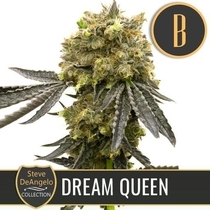 Steve Deangelo's Dream Queen (BlimBurn Seeds) Cannabis Seeds
