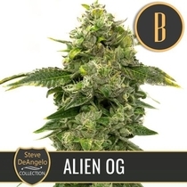 Steve Deangelo's Alien OG (BlimBurn Seeds) Cannabis Seeds