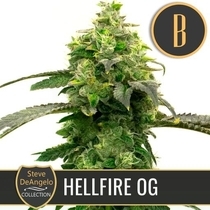Steve Deangelo's Hellfire OG (BlimBurn Seeds) Cannabis Seeds