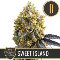 Kyle Kushman's Sweet Island (BlimBurn Seeds) Cannabis Seeds