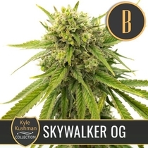 Kyle Kushman's Skywalker OG  (BlimBurn Seeds) Cannabis Seeds