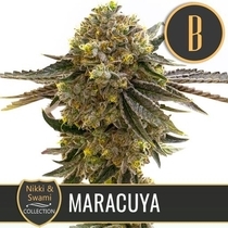 Nikki & Swami's Maracuya (BlimBurn Seeds) Cannabis Seeds