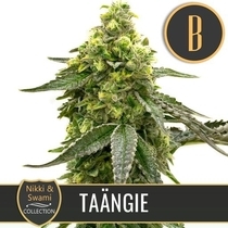 Nikki & Swami's Taangie (BlimBurn Seeds) Cannabis Seeds