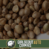 Girl Scout Cookies Auto (BlimBurn Seeds) Cannabis Seeds